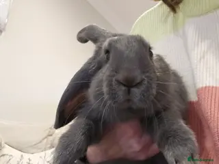 Mixed Breed rabbits Gorgeous bunnies need forever homes 💕 - Advert 21