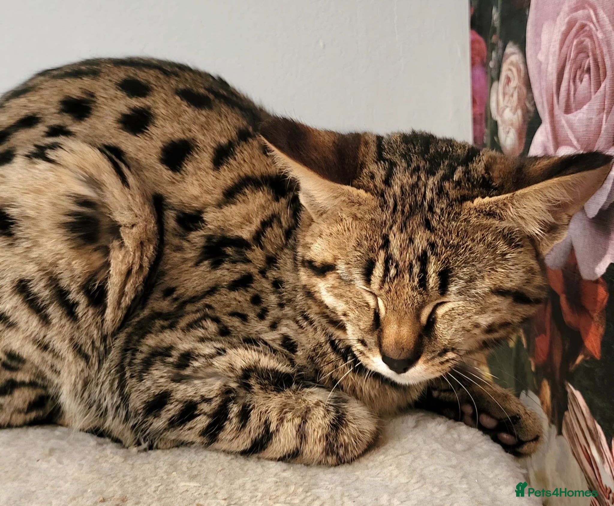 Savannah cats F2 SAVANNAH  - Advert 2