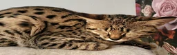 Savannah cats for sale: F2 SAVANNAH  - Advert 6