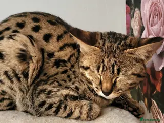 Savannah cats F2 SAVANNAH - Advert 2