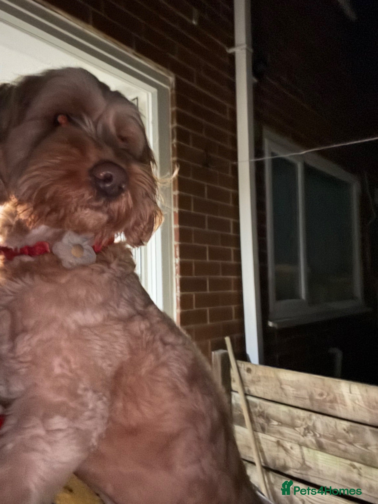 Cockapoo dogs Teddy - Advert 9