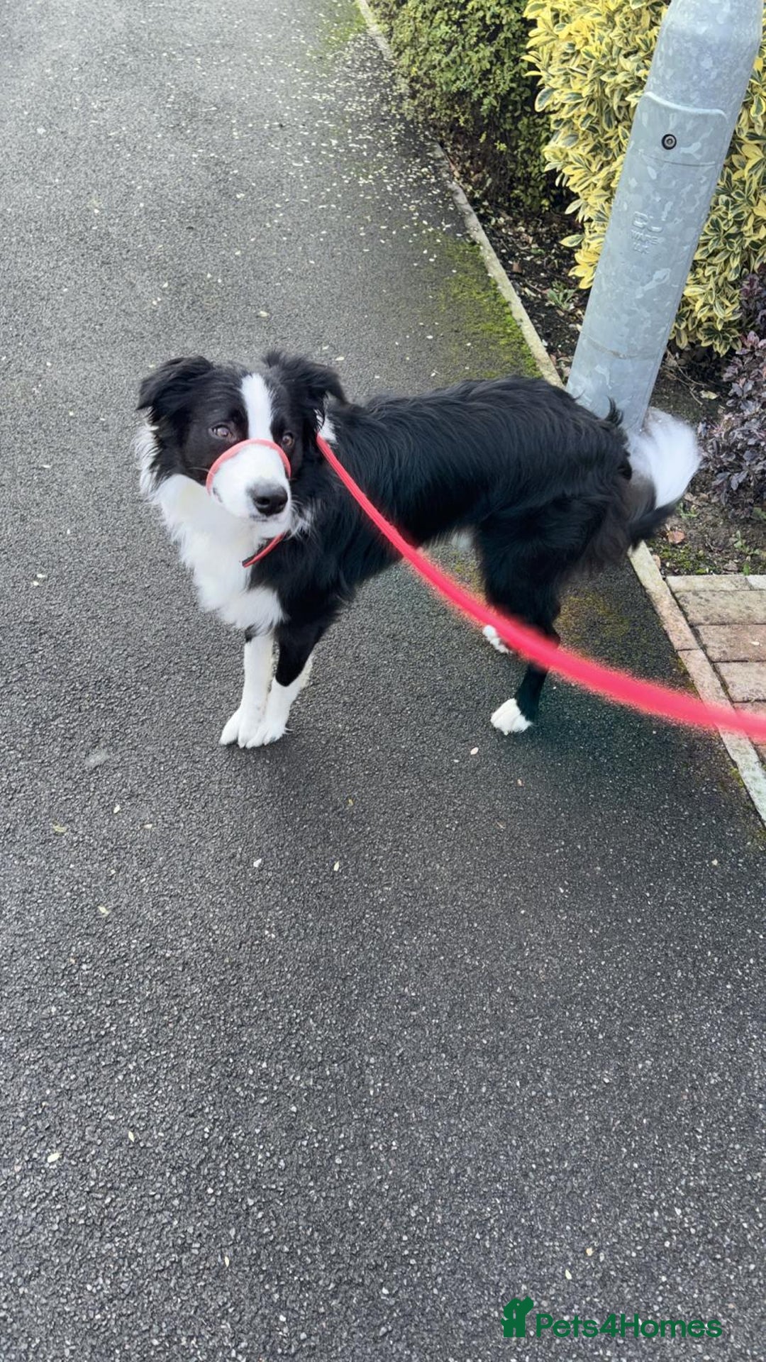 Border Collie dogs for sale: BaileyBoy - Advert 10