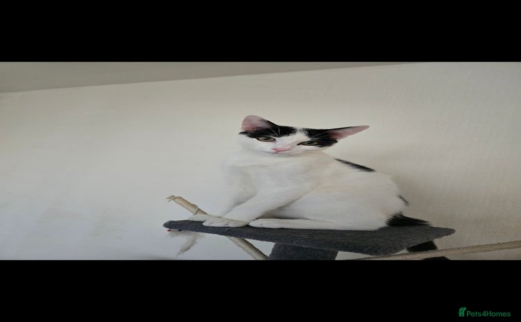 Mixed Breed cats - Advert 1