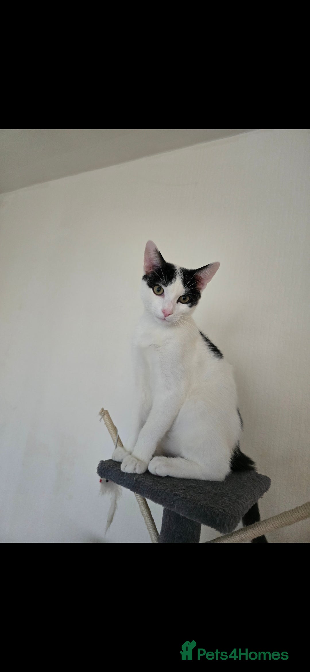 Mixed Breed cats for sale: Beautiful little cat for sale  - Image 1