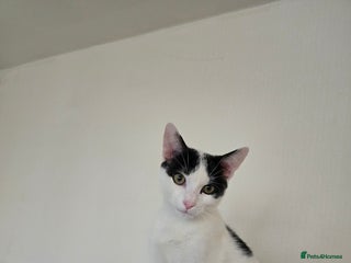 Mixed Breed cats Beautiful little cat for sale - Advert 2