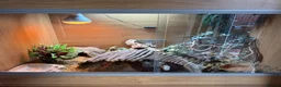 Leopard Gecko reptiles for sale: Leopard Gecko with Full Set Up in Widnes - Advert 3