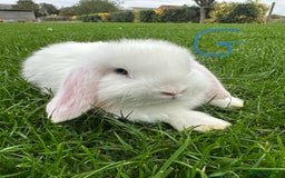 Mini Lop rabbits for sale: Mini Lop Rabbits For Sale  - Image 21