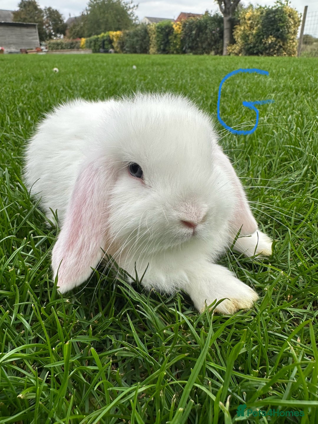 Mini Lop rabbits for sale: Mini Lop Rabbits For Sale  - Image 21