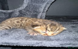Bengal cats for sale: Stunning bengal x bsh kittens  - Advert 24