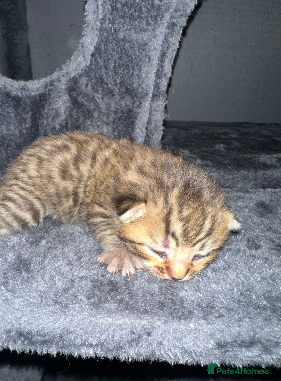 Bengal cats for sale: Stunning bengal x bsh kittens  - Advert 24