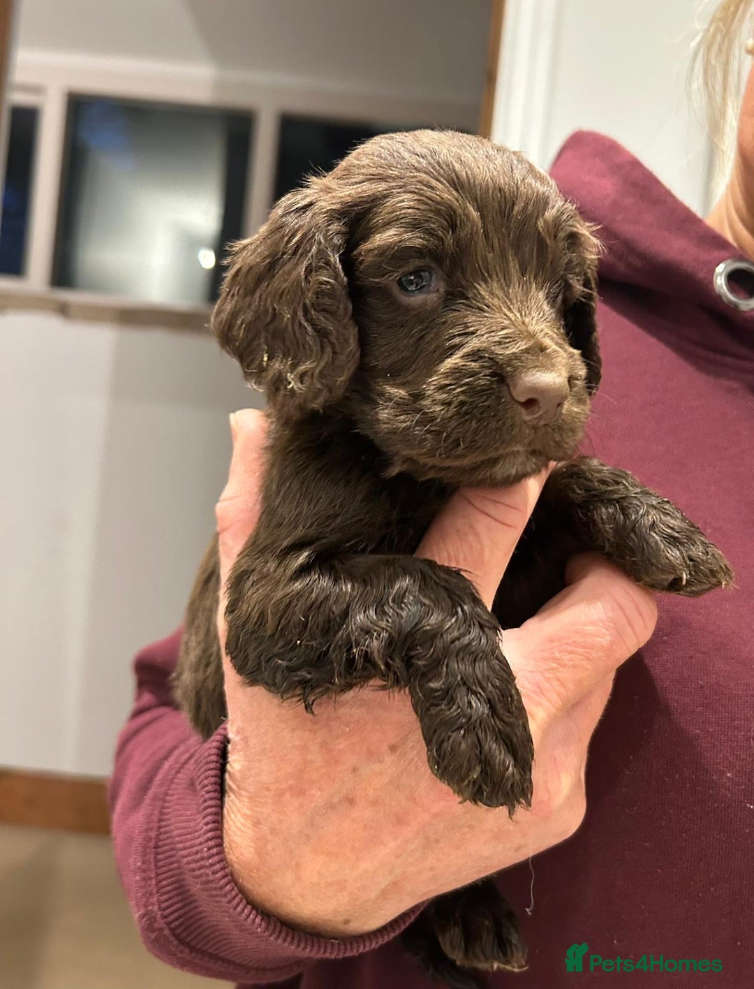 Cocker Spaniel dogs for sale: Working cocker spaniel  - Advert 14