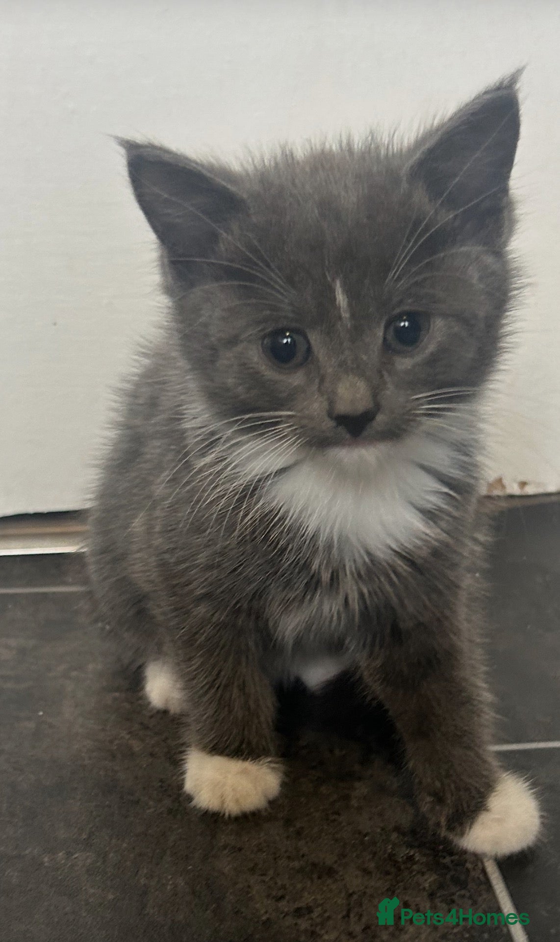 Mixed Breed cats looking for their forever home  - Advert 2