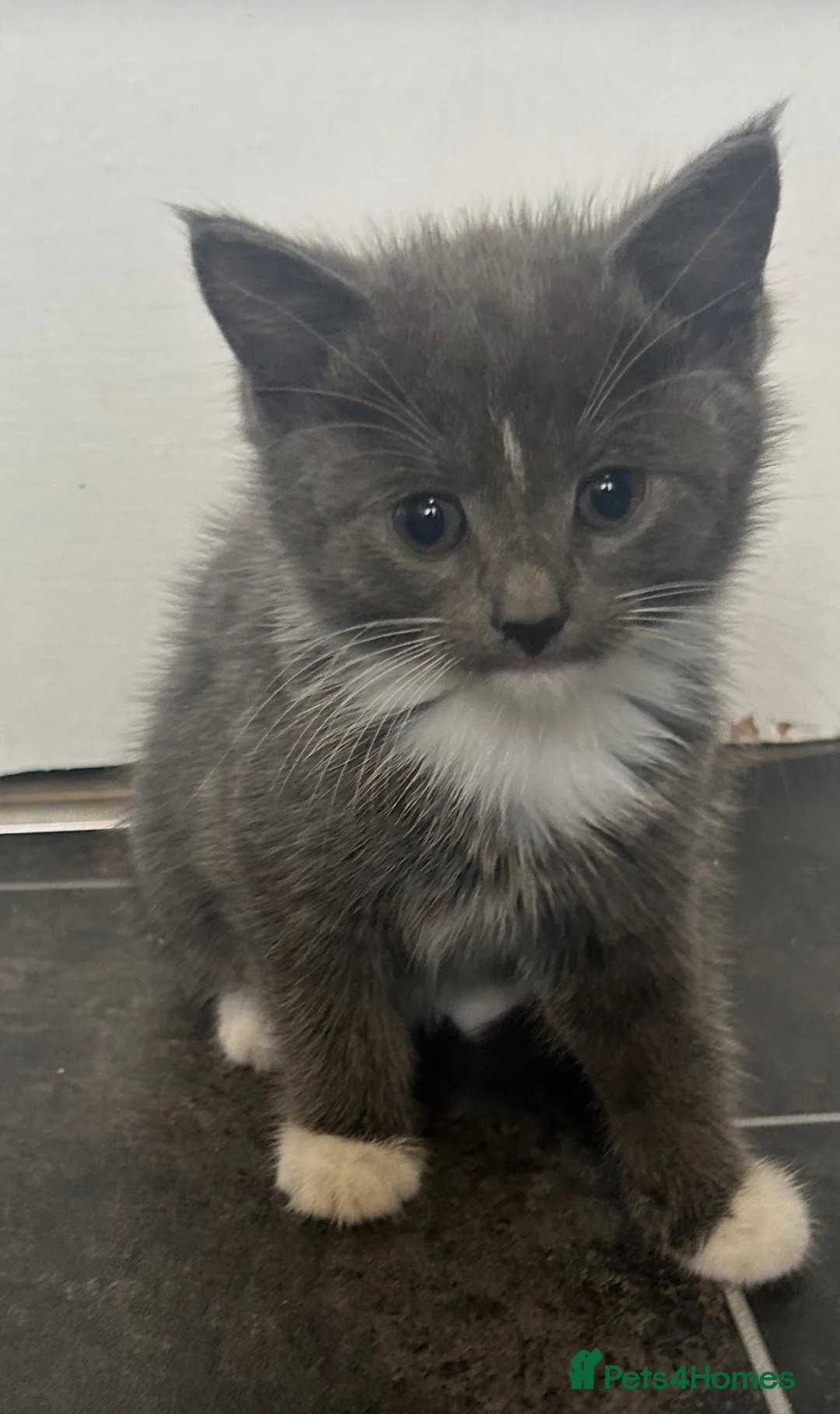 Mixed Breed cats for sale: looking for their forever home  - Advert 2