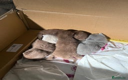 British Shorthair cats for sale: Pure British short hair kittens  - Image 15