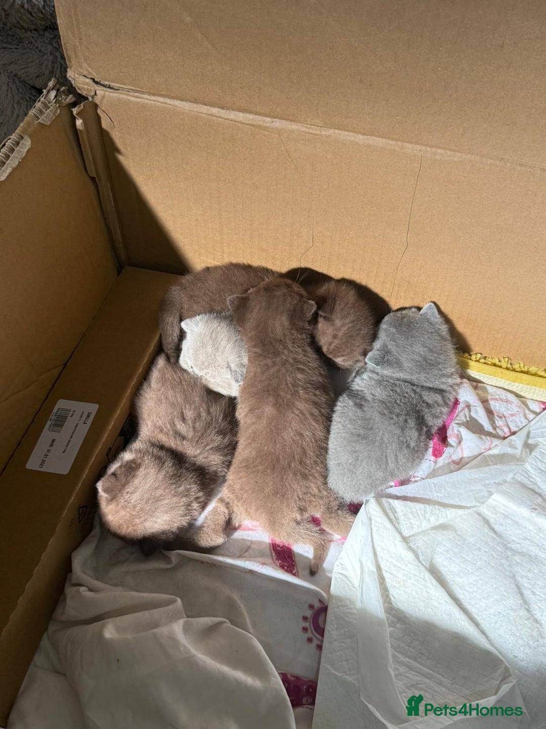 British Shorthair cats for sale: Pure British short hair kittens  - Image 15
