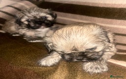 Shih Tzu dogs for sale: shihtzu  - Image 5