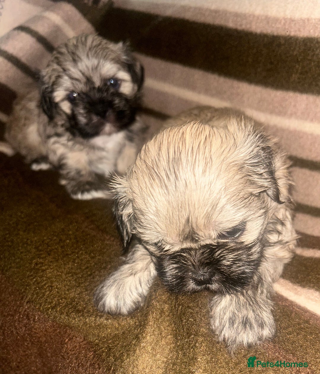 Shih Tzu dogs for sale: shihtzu  - Image 5