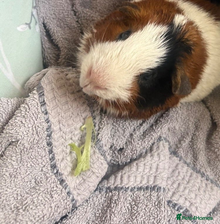 Guinea Pig rodents Male guinea pig  - Advert 2