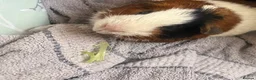 Guinea Pig rodents for sale: Male guinea pig  - Advert 2