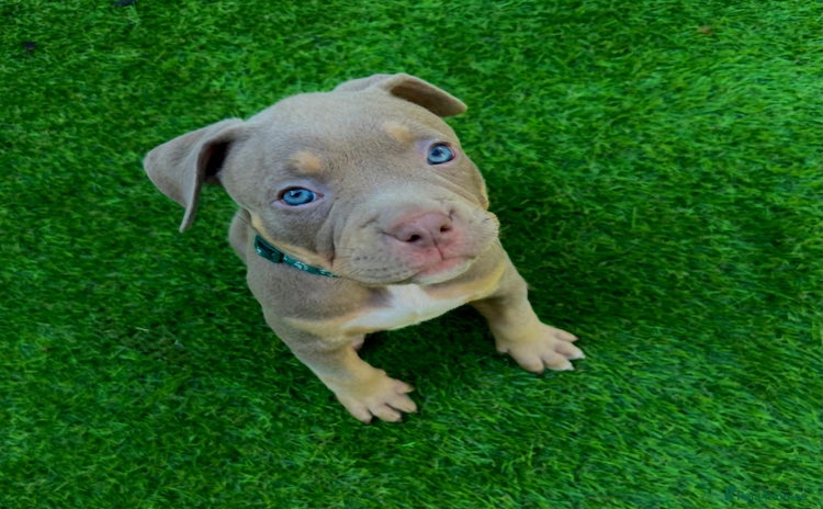 American Bully dogs - Advert 4