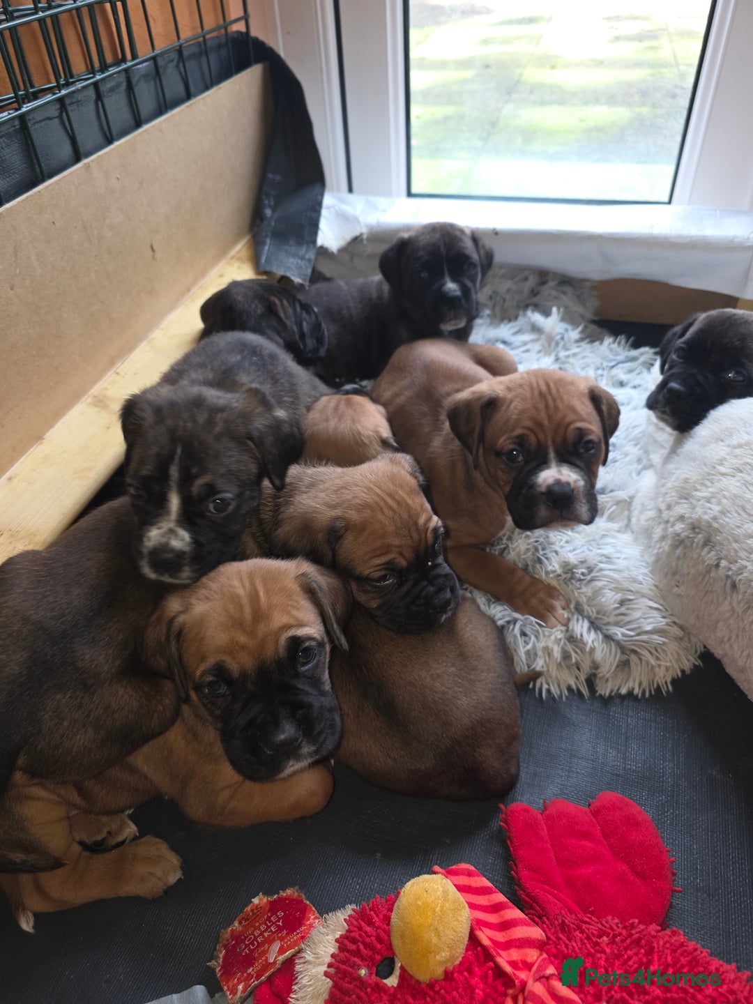 Mixed Breed dogs for sale: Boxer x cane corso puppies - Advert 8