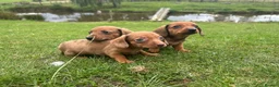 Dachshund dogs for sale: Dachshund puppies stunning red dapple   in Whitby - Advert 7