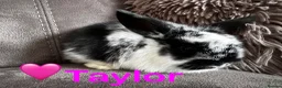 Mini Lop rabbits for sale: Beautiful Mini Lops Available to Reserve - Advert 37