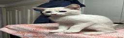 Bengal cats for sale: Bengal x ragdoll kittens - Advert 8