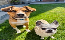 Mixed Breed dogs for sale: Mina  - Image 6