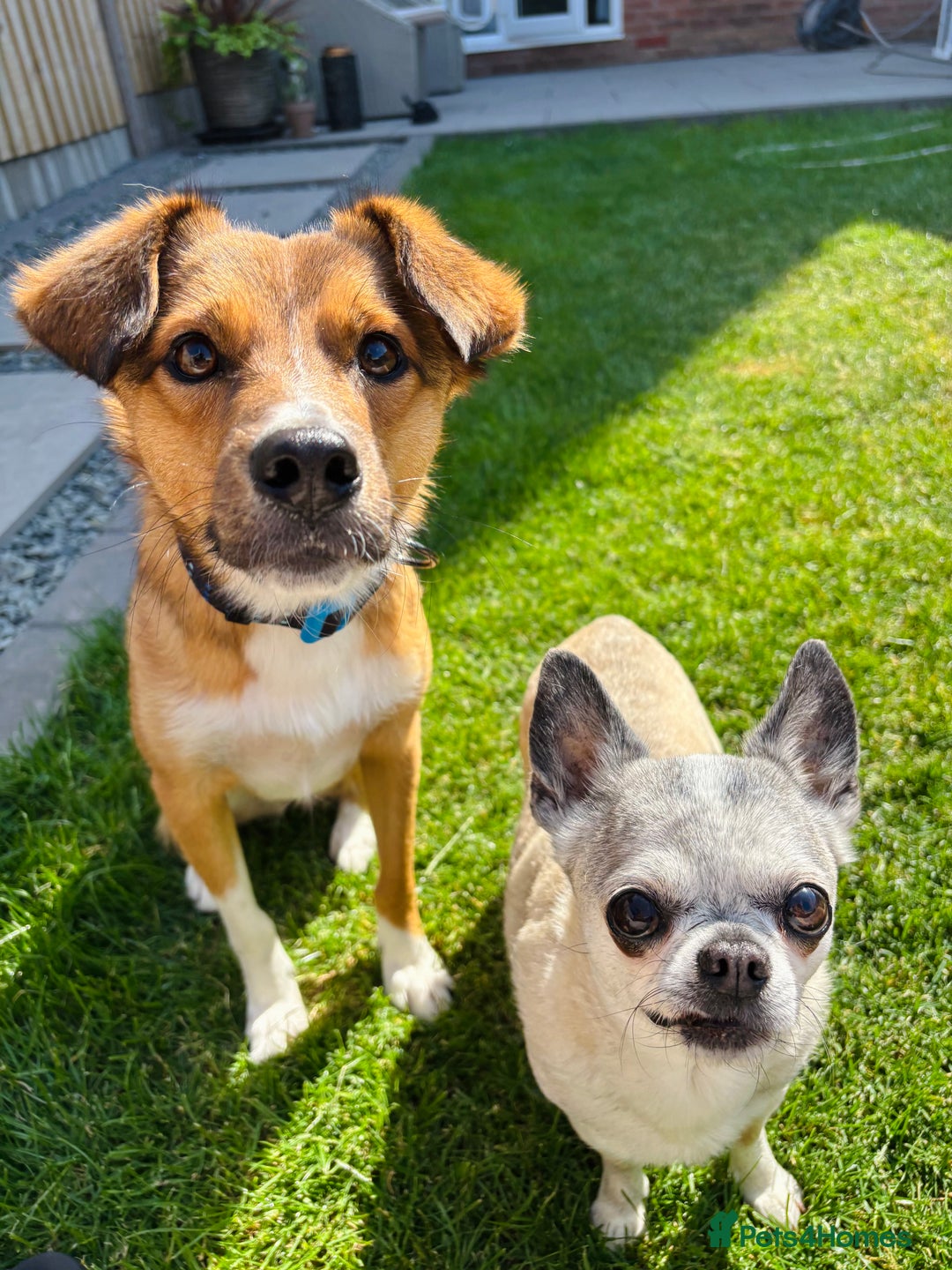 Mixed Breed dogs for sale: Mina  - Image 6