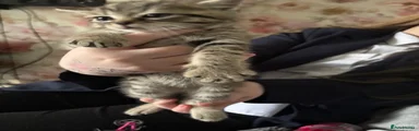 Mixed Breed Kitten 3