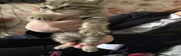 Mixed Breed cats for sale: Bengal cross kittens  - Advert 14