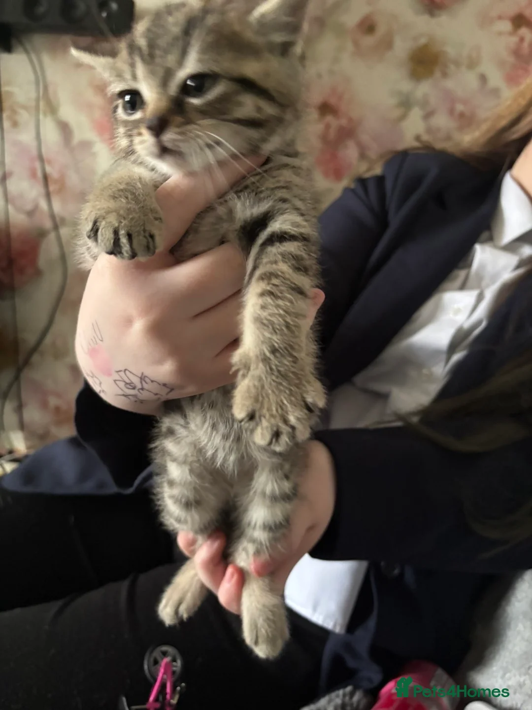 Mixed Breed cats for sale: Bengal cross kittens  - Advert 14