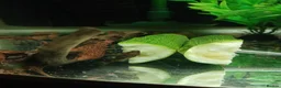 Plecos fish for sale: L528 Rio Paraguay Pleco - Advert 3