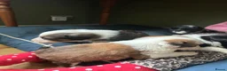 Bordoodle dogs for sale: Gorgeous Collie cross Poodle - Advert 6