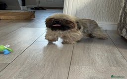 Shih Tzu dogs for sale: Shih tzu karashishi puppy  - Image 8