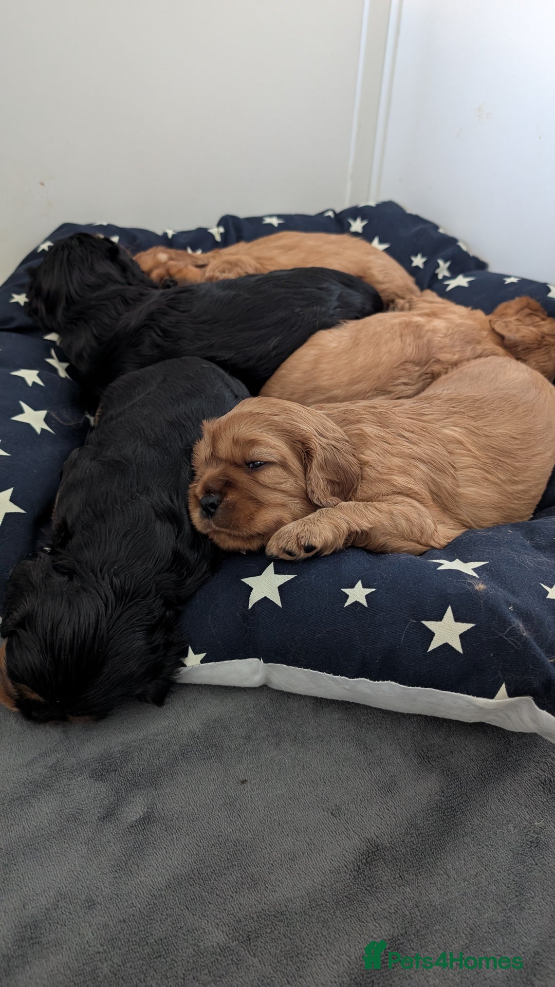 Cavalier King Charles Spaniel dogs for sale: Cavalier King Charles Spaniels beautiful pups - Image 13