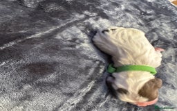 English Springer Spaniel dogs for sale: KC Quality English Springer Spaniels - Image 16