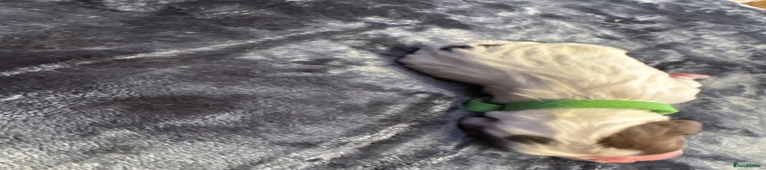 English Springer Spaniel Puppy 2