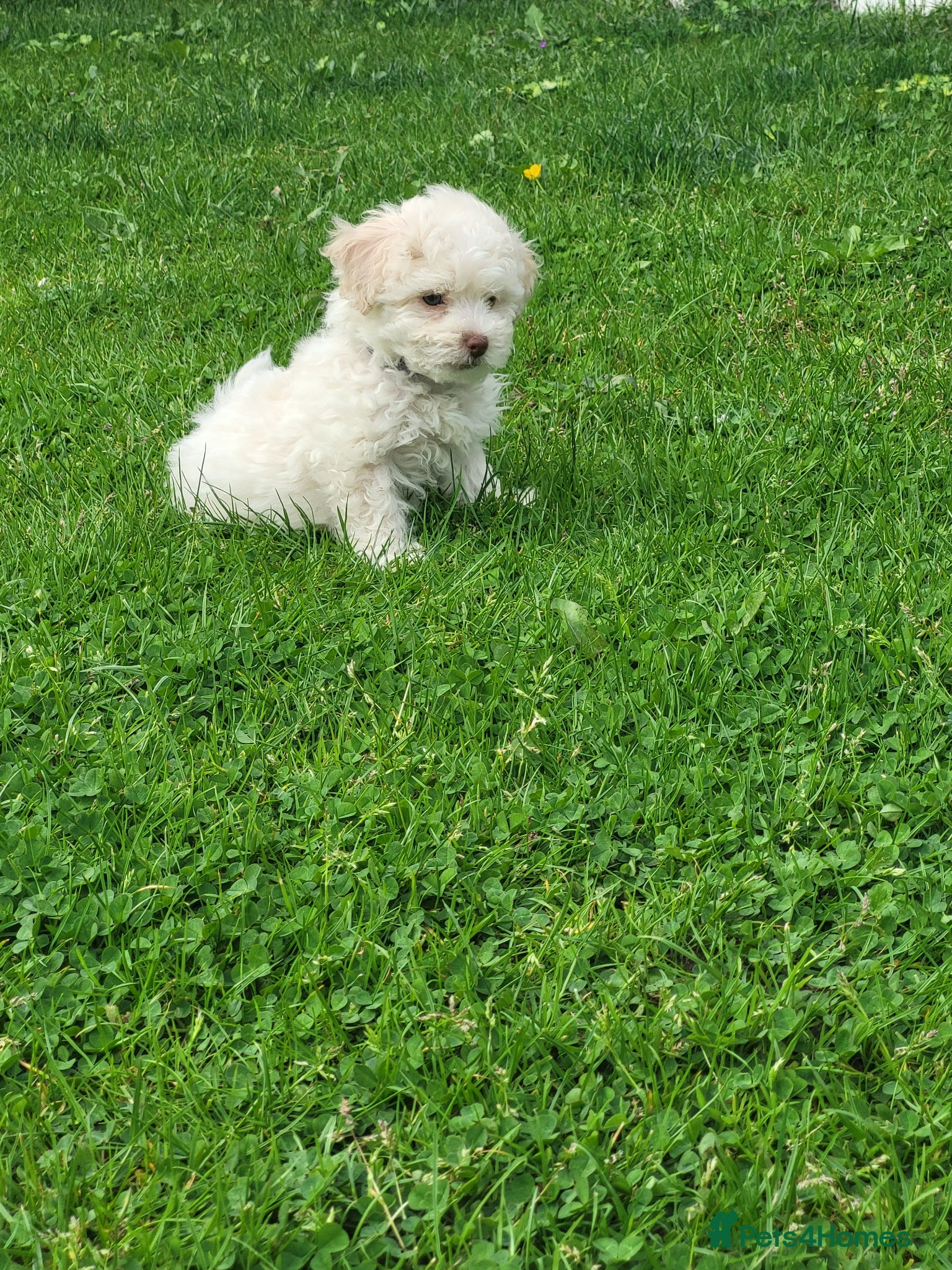 Poochon dogs Poochon  - Advert 2