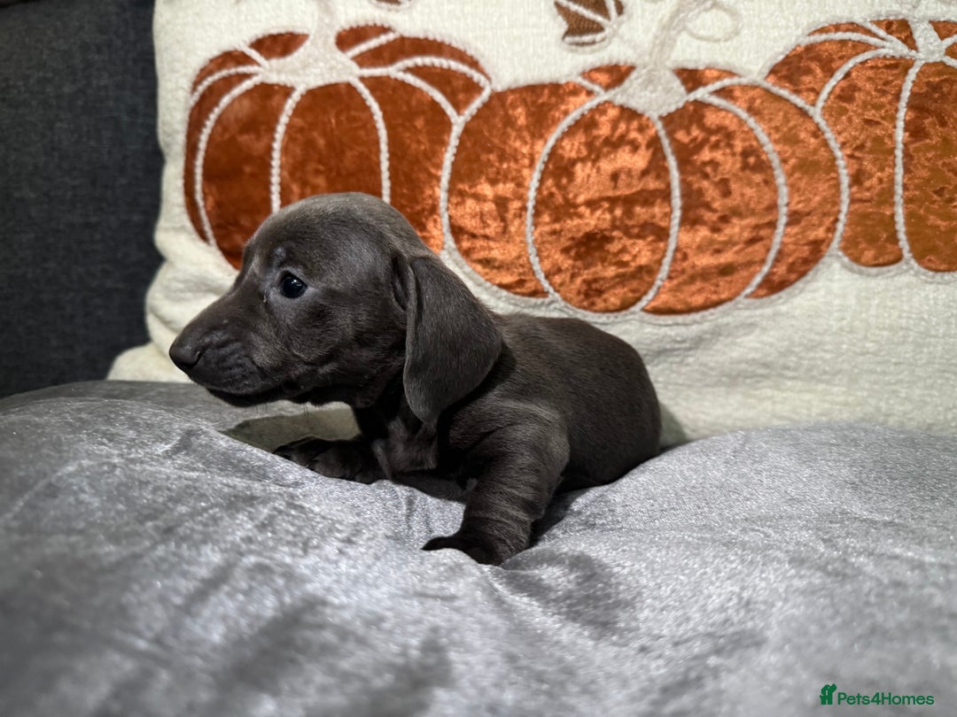 Miniature Dachshund dogs for sale: Miniature Dachshund Puppies 🐾 - Image 11