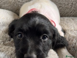 English Springer Spaniel dogs Quality ESS KC Reg Health Tested Parents 5⭐️ - Advert 9