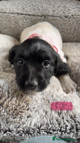 English Springer Spaniel dogs Quality ESS KC Reg Health Tested Parents 5⭐️ - Advert 9