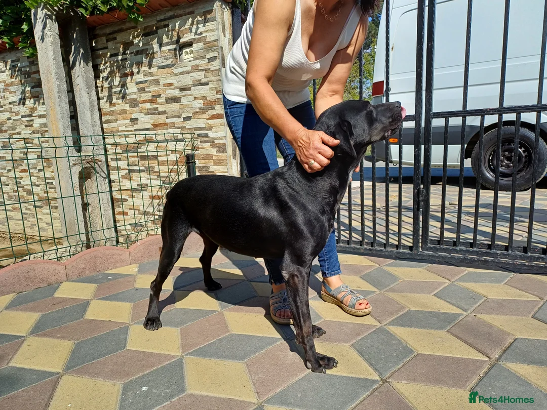 Mixed Breed dogs for adoption: Beautiful and Gentle JULIETTE - for a Loving Home in Nottingham - Advert 17