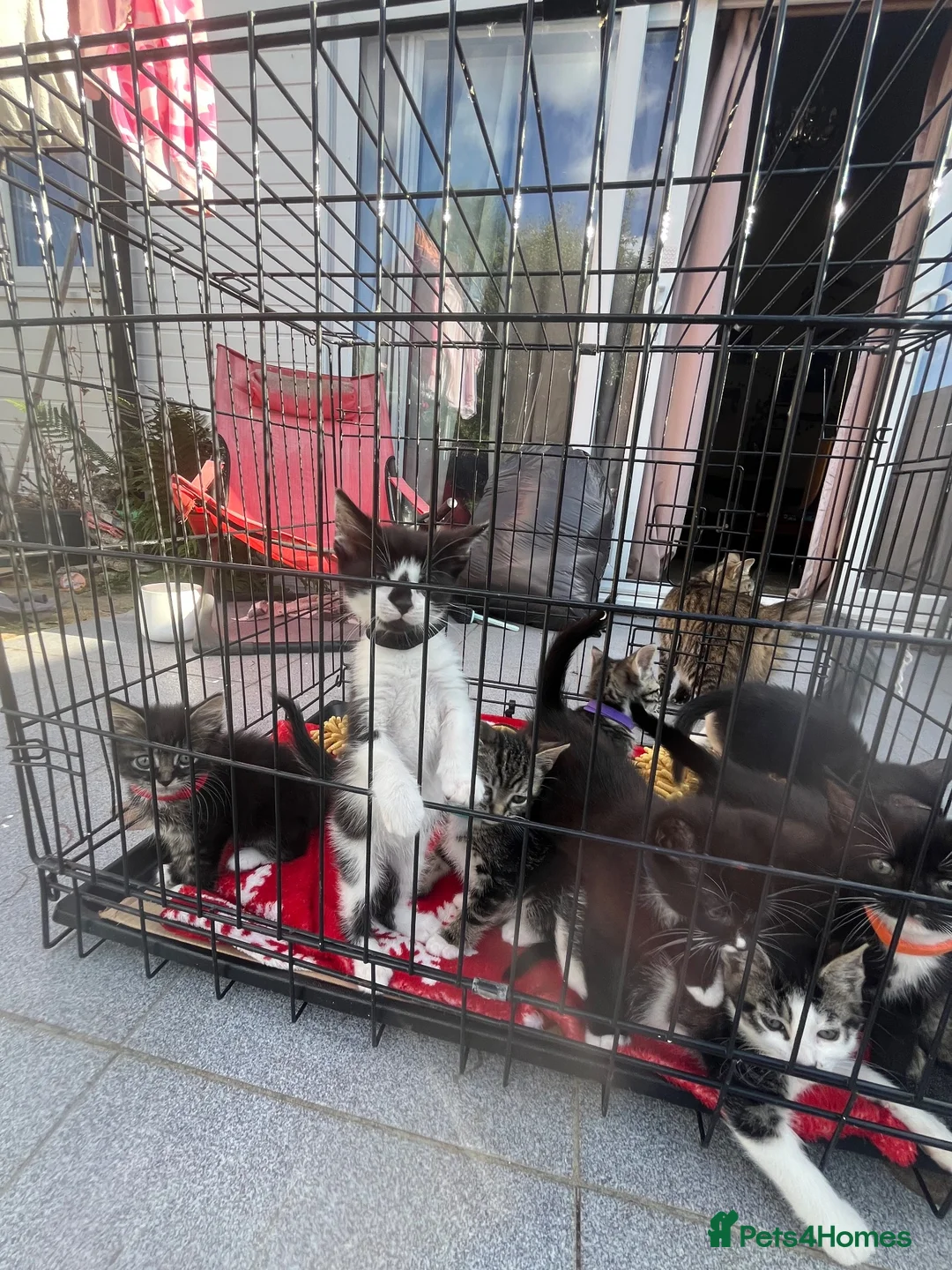 Mixed Breed cats for sale: 9 beautiful kittens - Advert 21