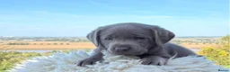 Labrador Retriever dogs for sale: Silver Labrador Retriever Puppies - Advert 28