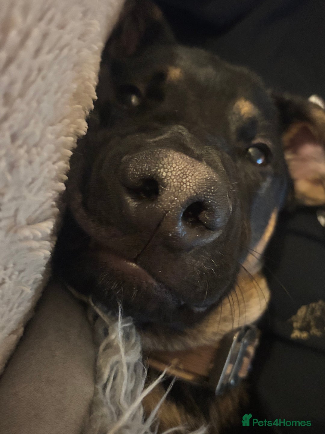 Mixed Breed dogs for sale: Kodi German Shepard/Dobermen Mix  - Image 5
