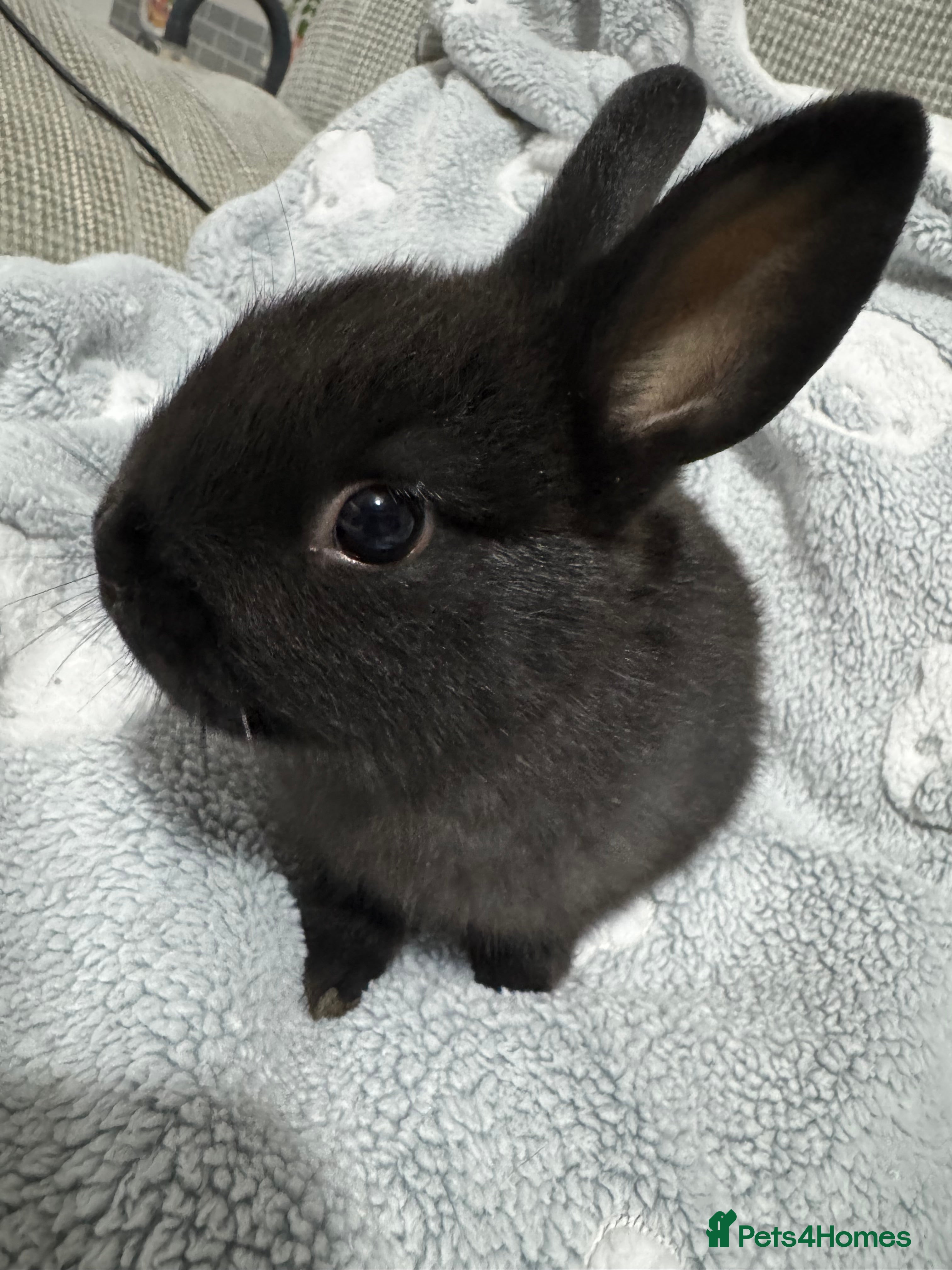 Netherland Dwarf rabbits 2 all black netherland dwarf rabbits  - Advert 2