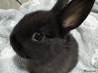 Netherland Dwarf rabbits 2 all black netherland dwarf rabbits - Advert 1