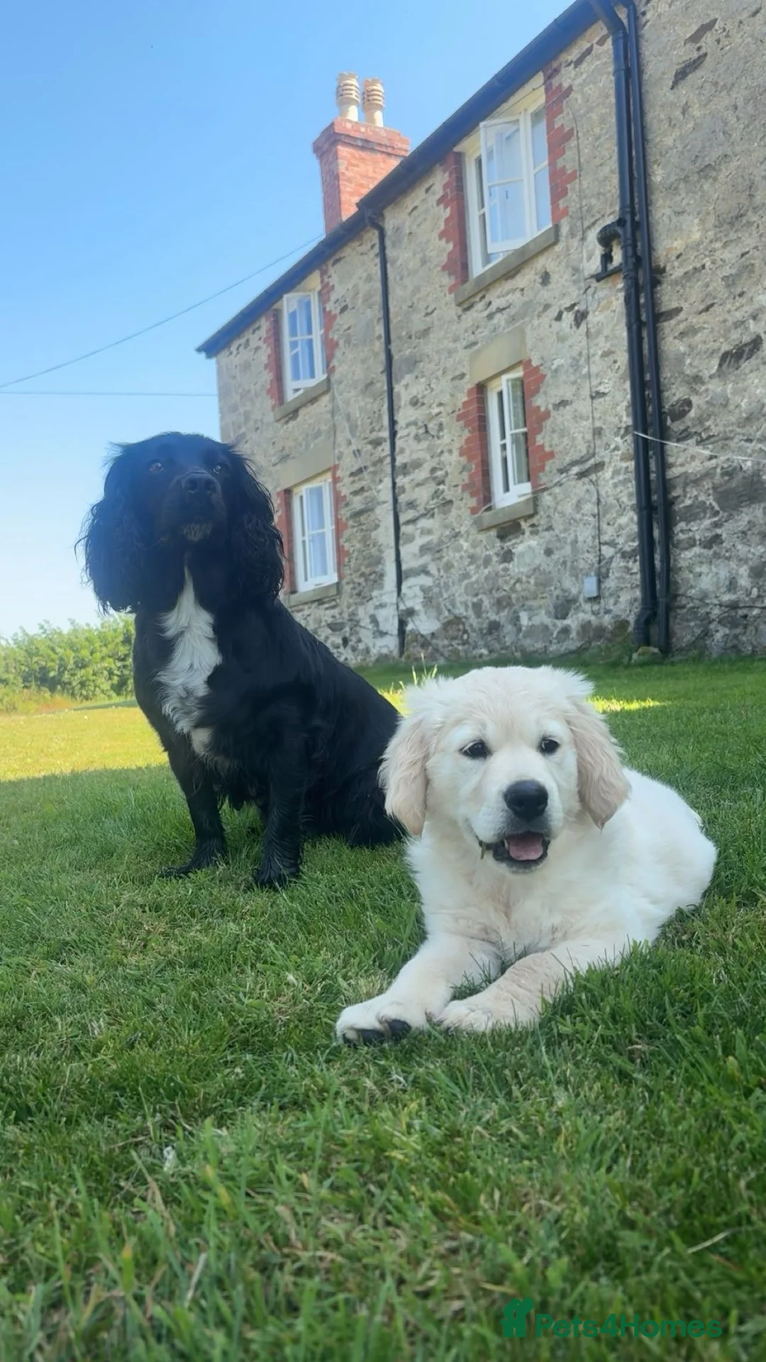 Golden Retriever dogs for sale: Gorgeous Golden retriever  - Advert 10